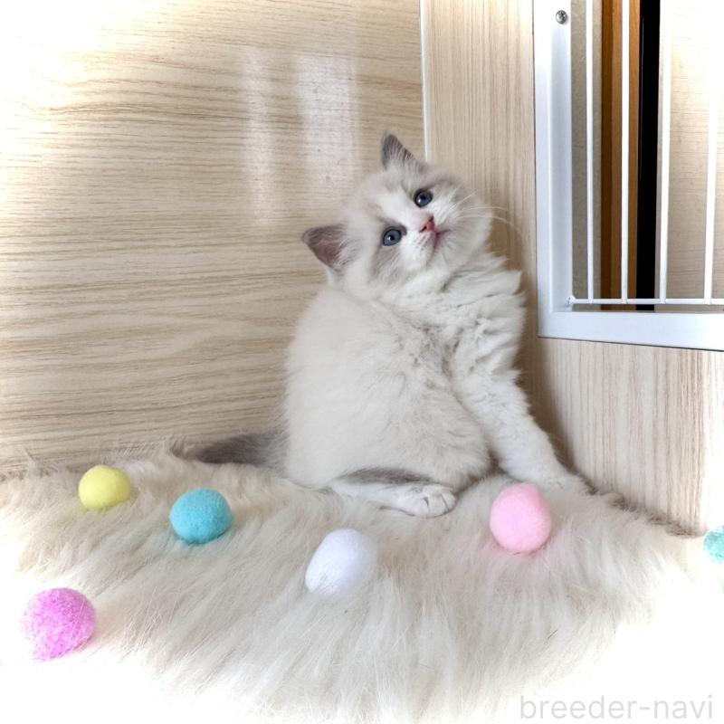 販売中の三重県のラグドール-139993の4枚目