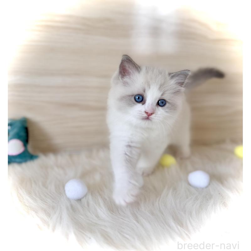 販売中の三重県のラグドール-139993の3枚目