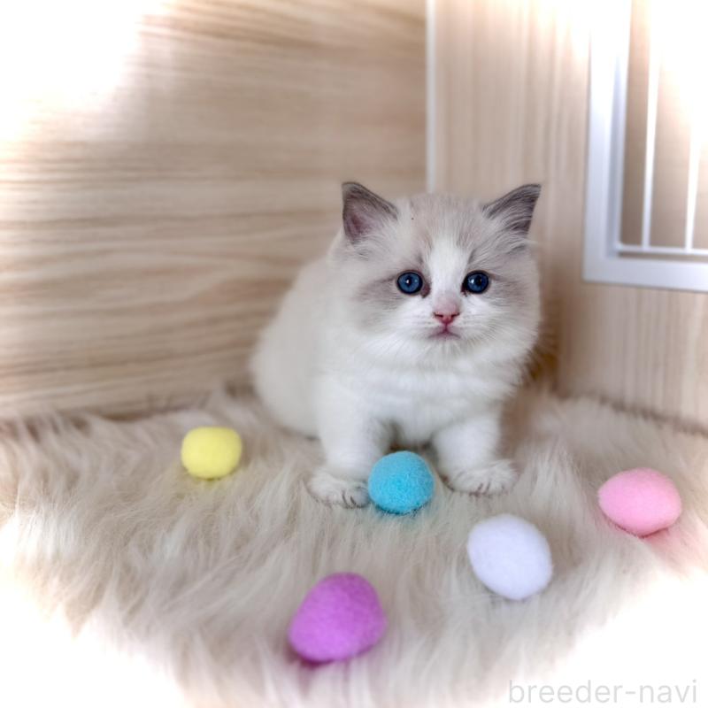 販売中の三重県のラグドール-139993の2枚目