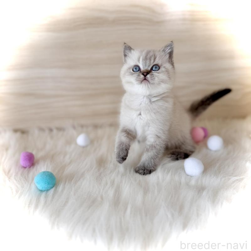 販売中の三重県のブリティッシュショートヘア-139995の4枚目