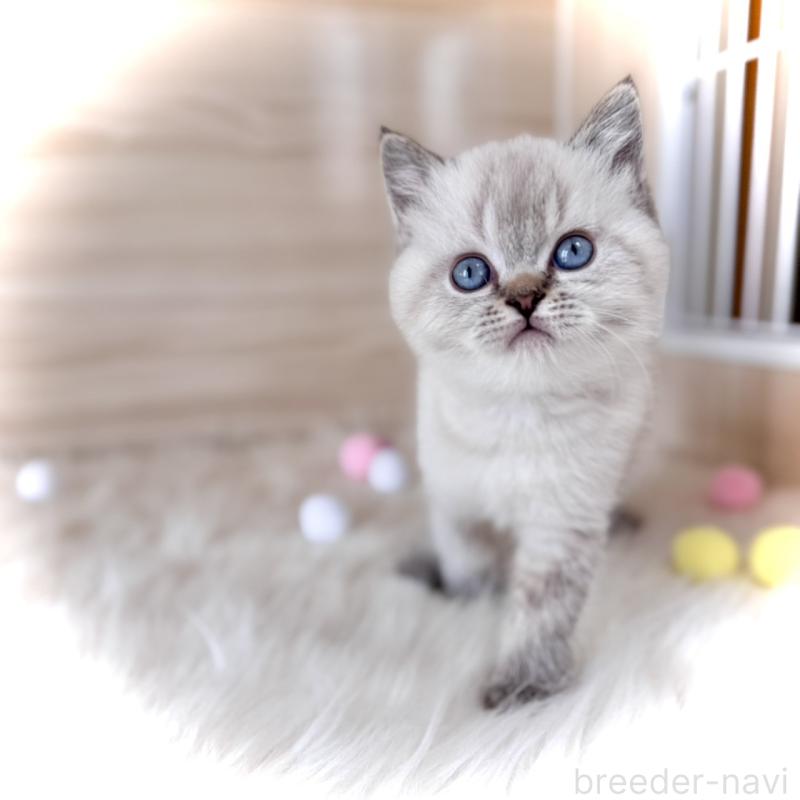 販売中の三重県のブリティッシュショートヘア-139995