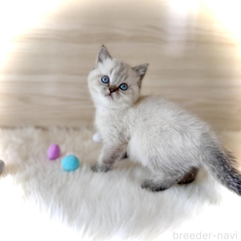 販売中の三重県のブリティッシュショートヘア-139995の3枚目