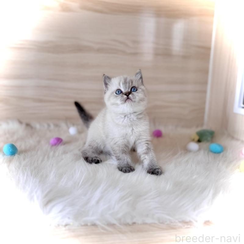 販売中の三重県のブリティッシュショートヘア-139995の2枚目