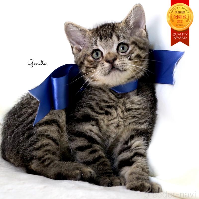 販売中の栃木県のジェネッタ-136374