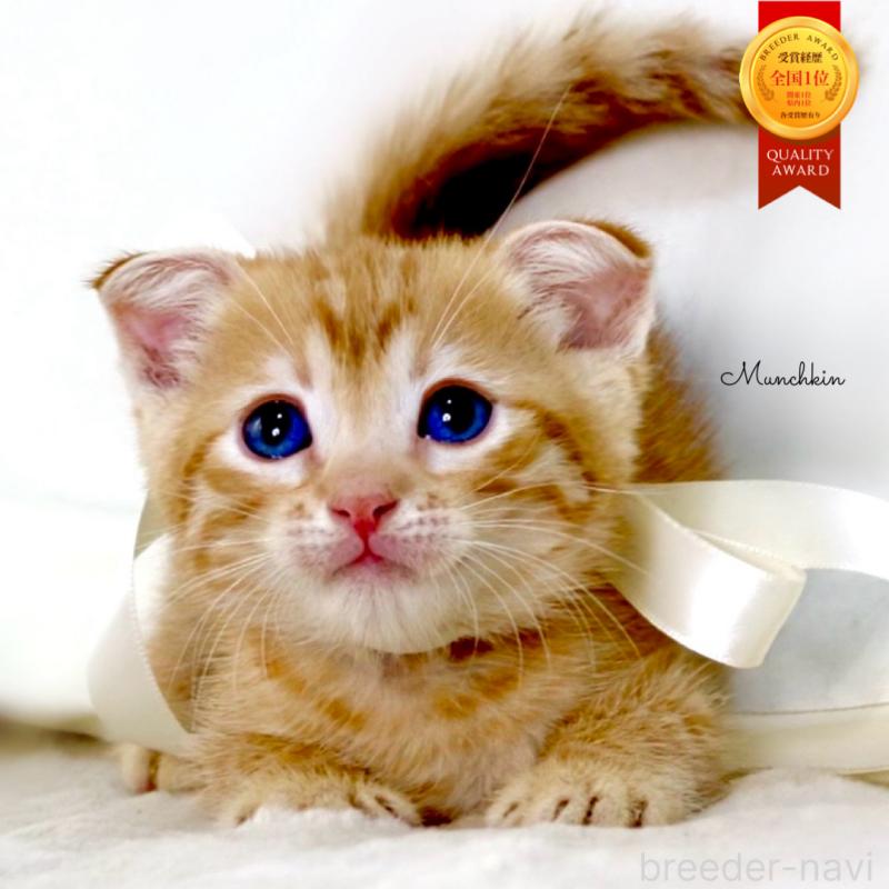 販売中の栃木県のジェネッタ-138678