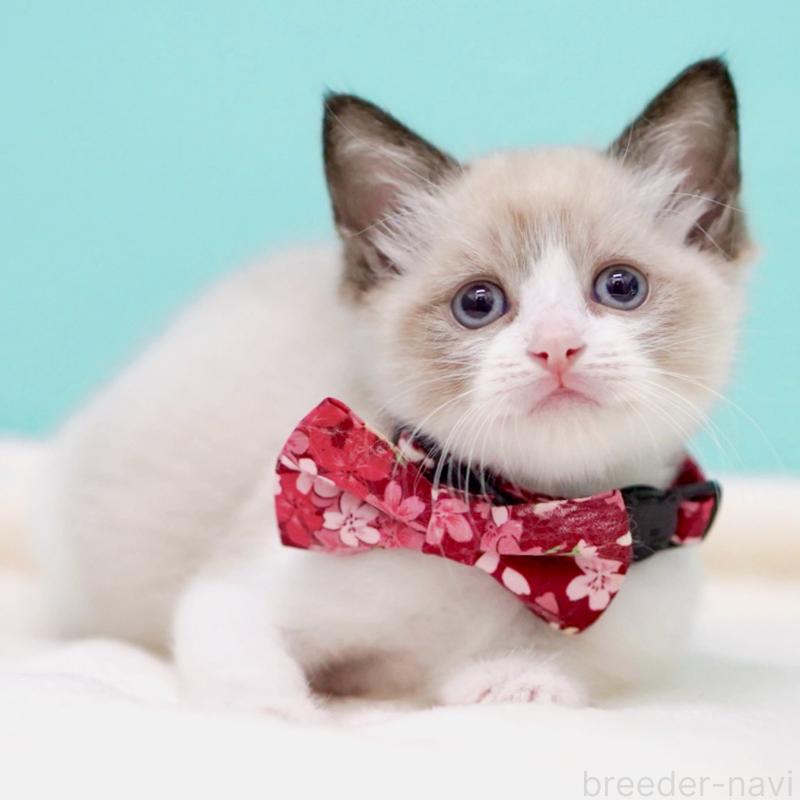 販売中の東京都のラグドール-139999の15枚目