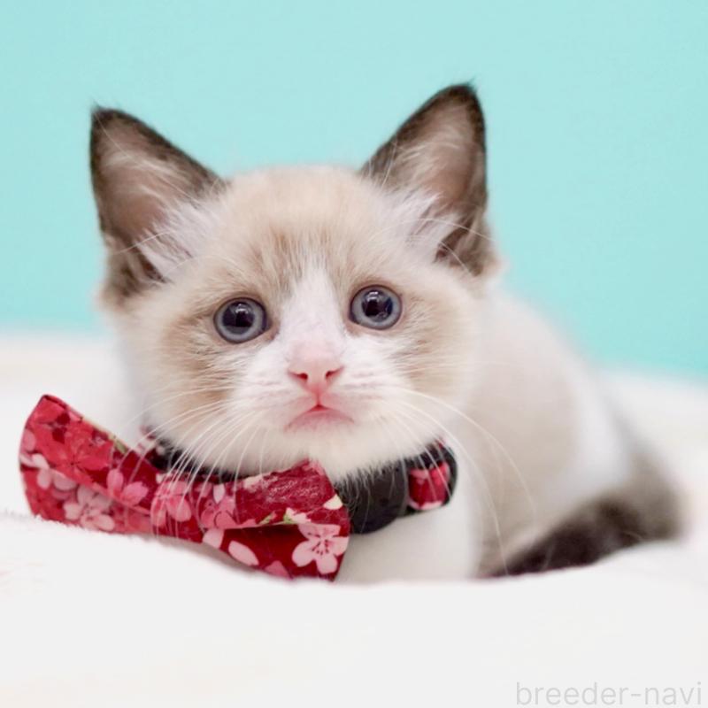 販売中の東京都のラグドール-139999の14枚目