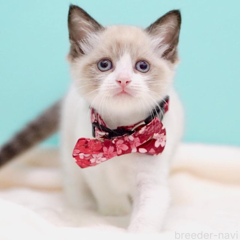 販売中の東京都のラグドール-139999の13枚目