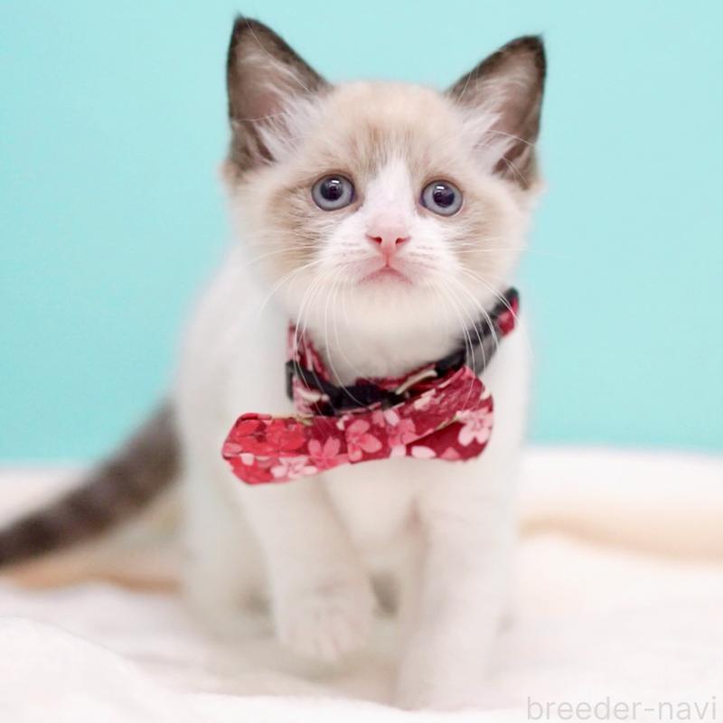 販売中の東京都のラグドール-139999の12枚目