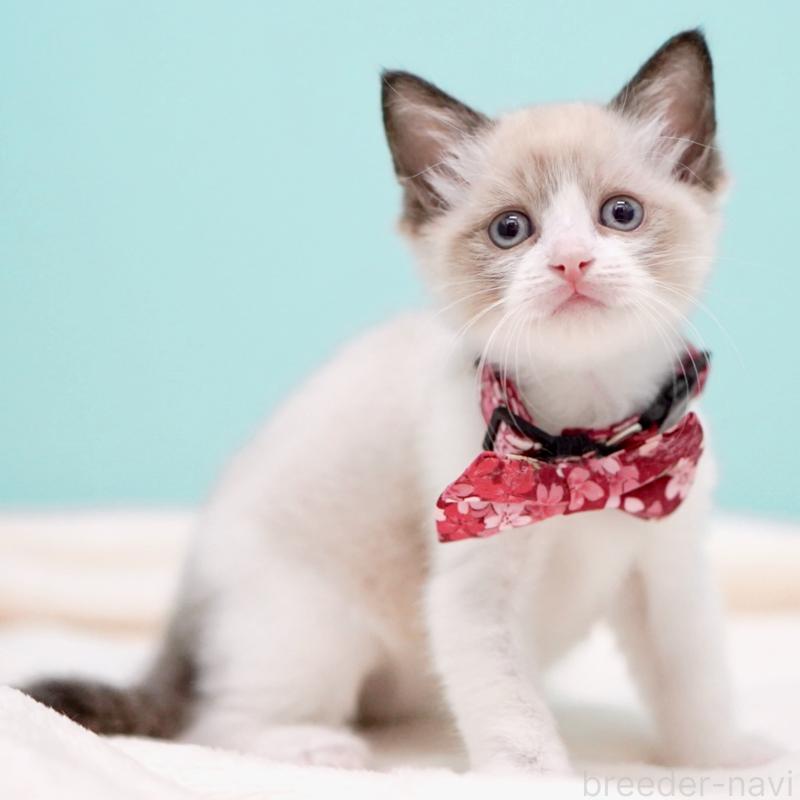 販売中の東京都のラグドール-139999の11枚目