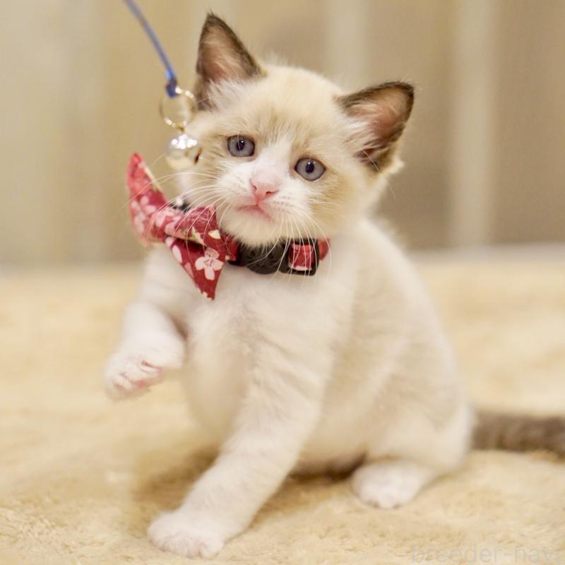 販売中の東京都のラグドール-139999の10枚目