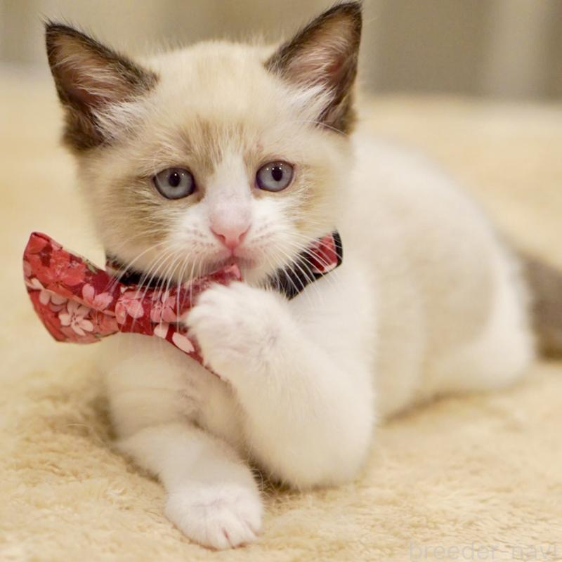 販売中の東京都のラグドール-139999の9枚目