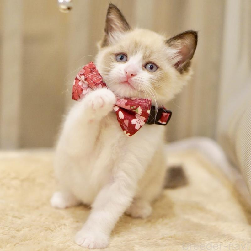 販売中の東京都のラグドール-139999の8枚目