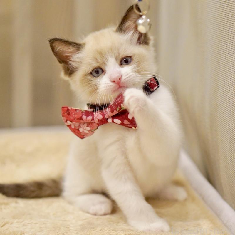 販売中の東京都のラグドール-139999の7枚目