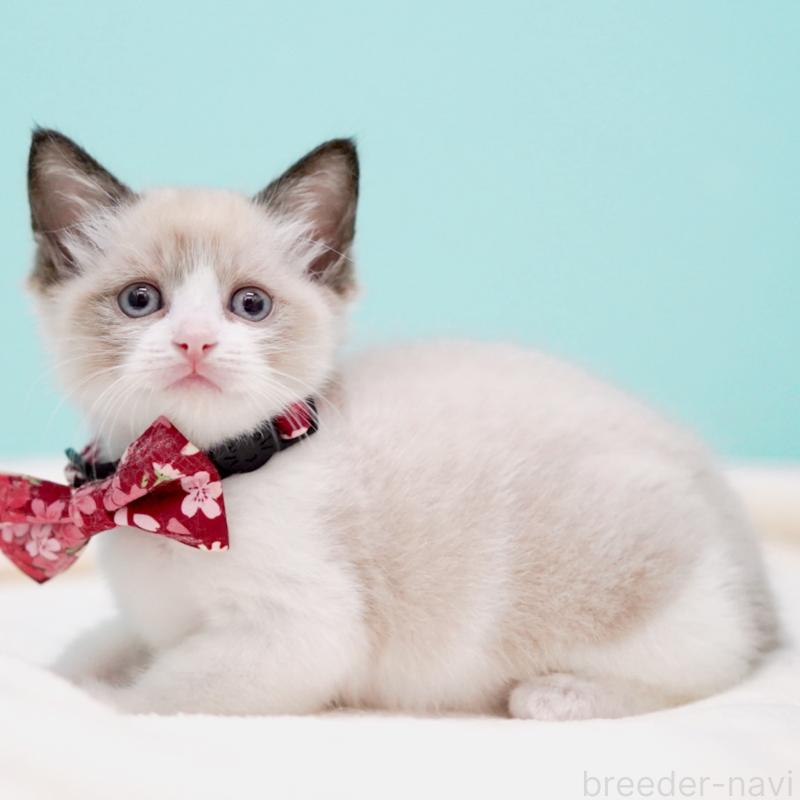 販売中の東京都のラグドール-139999の6枚目