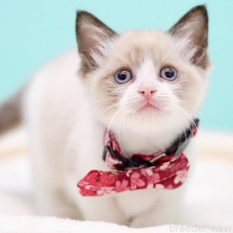 販売中の東京都のラグドール-139999の5枚目