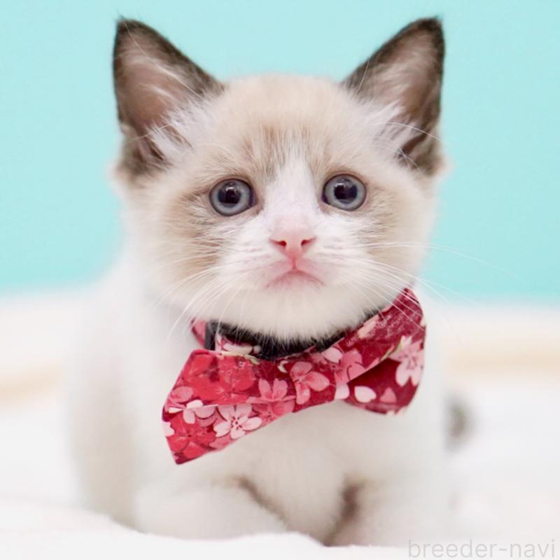 販売中の東京都のラグドール-139999の4枚目