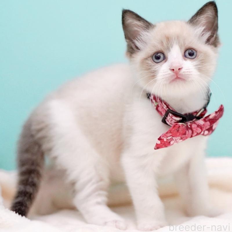 販売中の東京都のラグドール-139999の3枚目