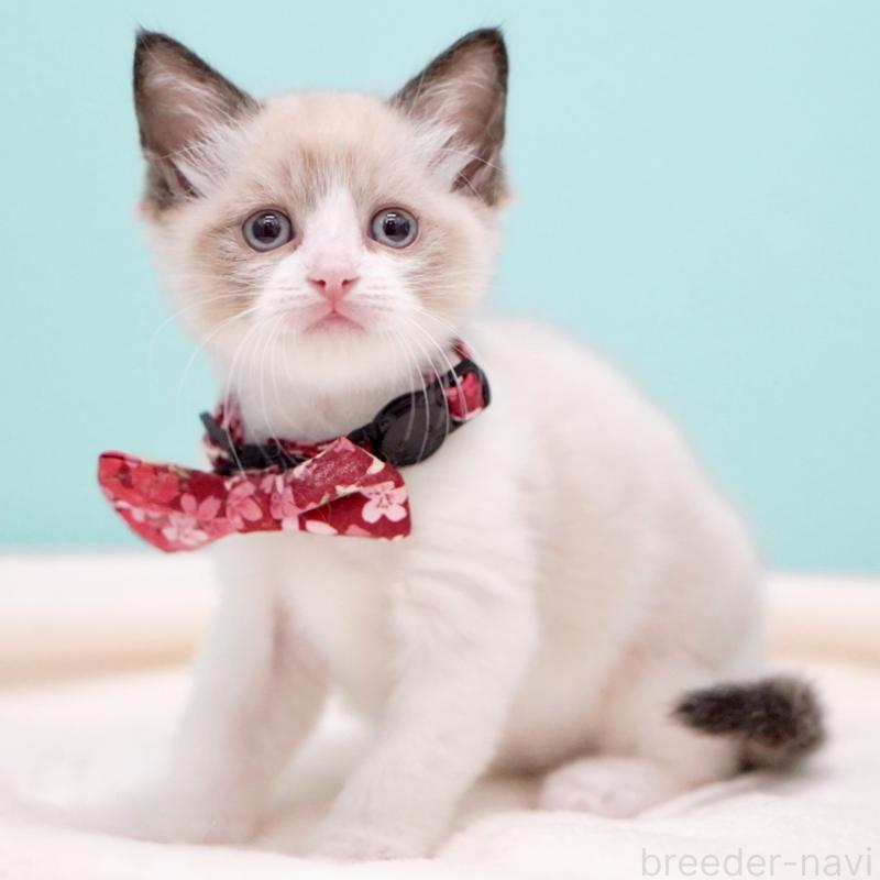 販売中の東京都のラグドール-139999の2枚目