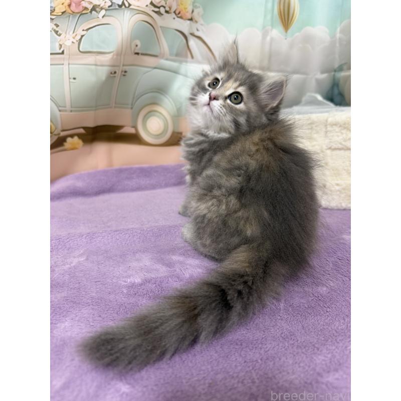 販売中の千葉県のサイベリアン-140000の10枚目