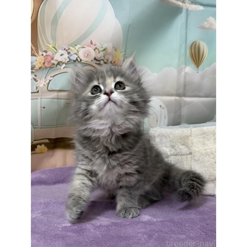 販売中の千葉県のサイベリアン-140000の9枚目