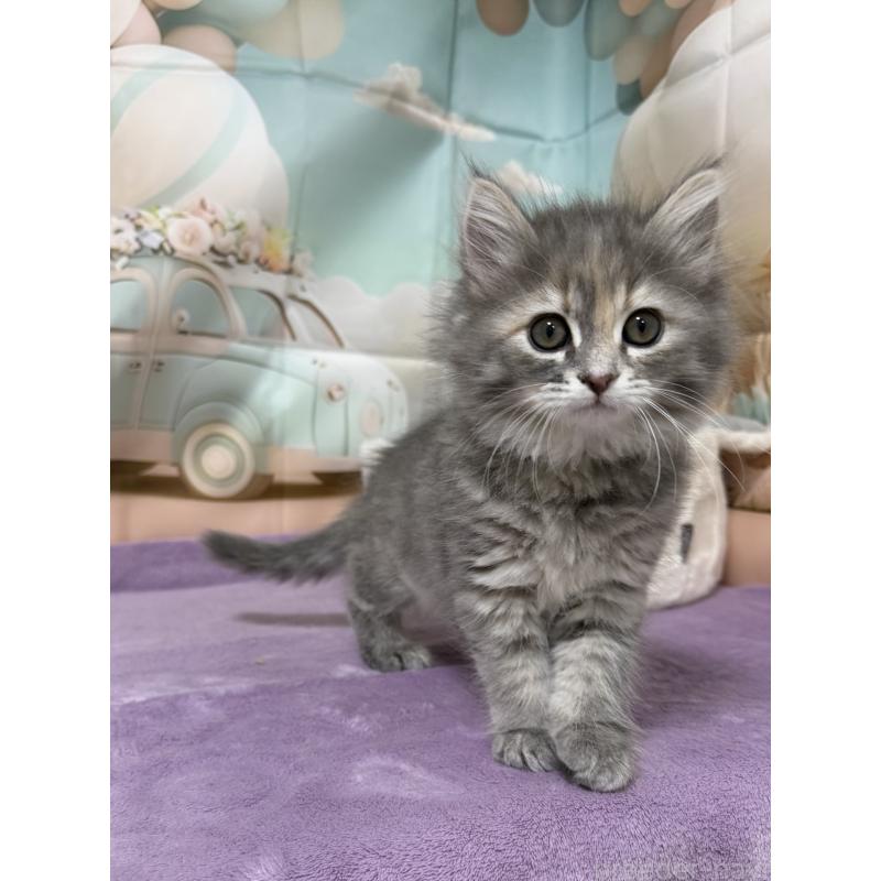 販売中の千葉県のサイベリアン-140000の8枚目