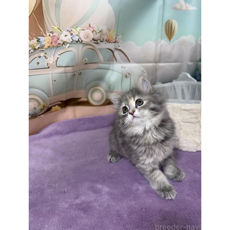 販売中の千葉県のサイベリアン-140000の7枚目