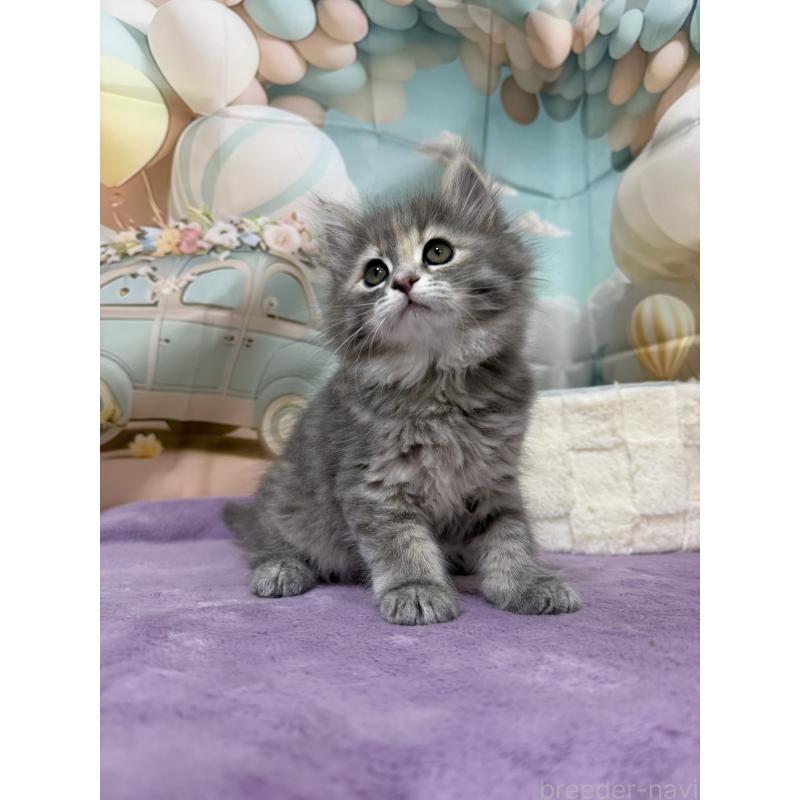 販売中の千葉県のサイベリアン-140000の6枚目