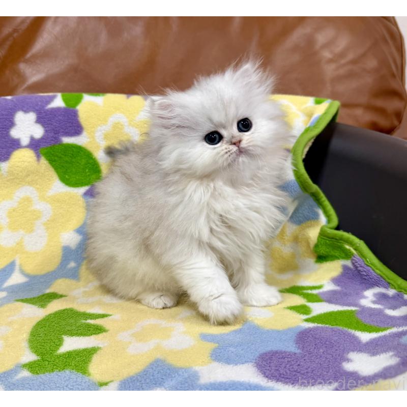 販売中の神奈川県のペルシャ(チンチラ)-137745