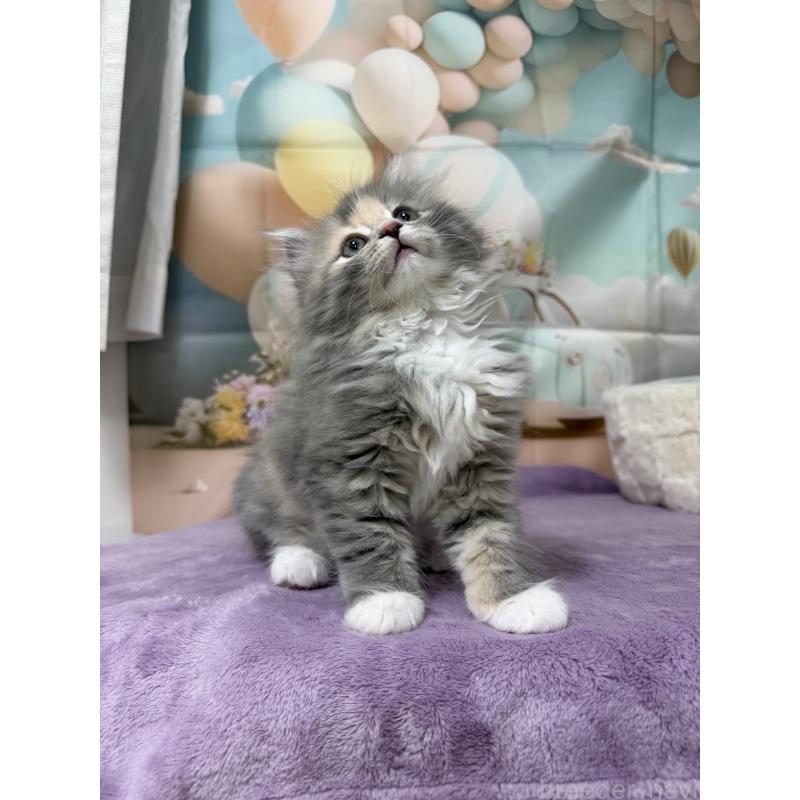 販売中の千葉県のサイベリアン-140001の9枚目