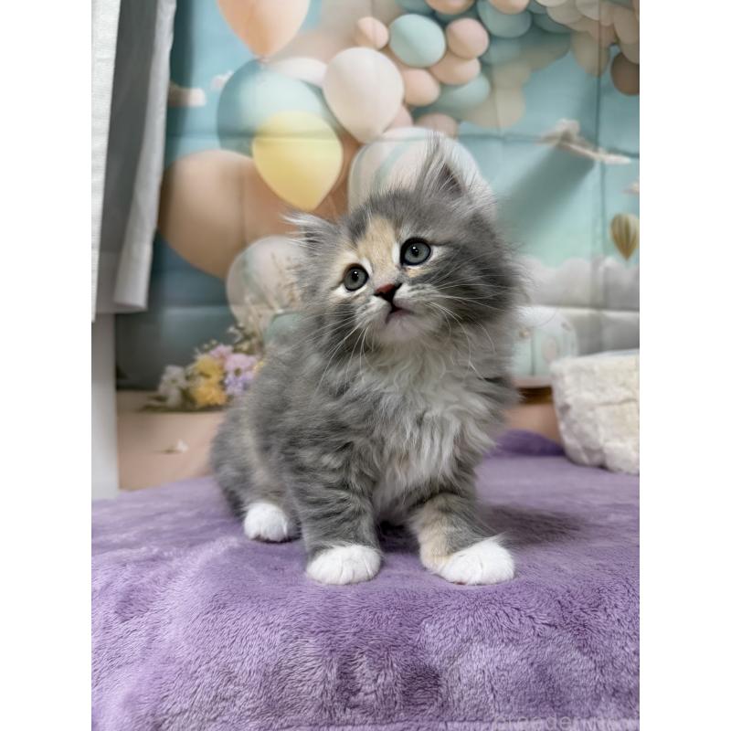 販売中の千葉県のサイベリアン-140001の8枚目