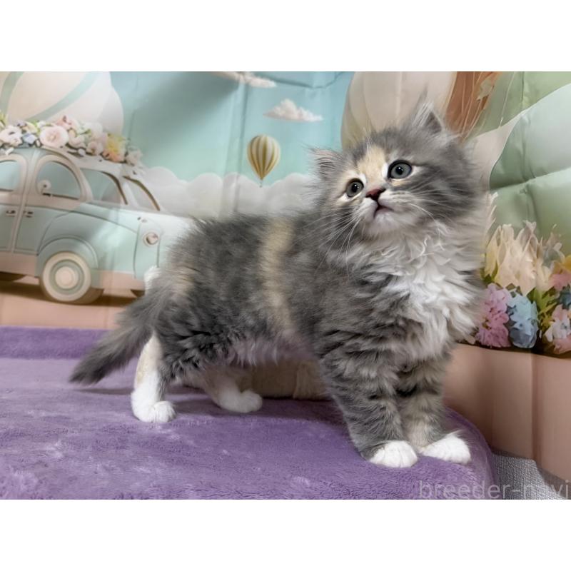 販売中の千葉県のサイベリアン-140001の7枚目