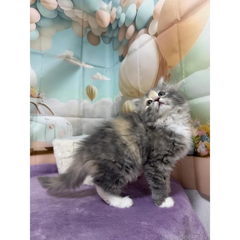 販売中の千葉県のサイベリアン-140001の6枚目