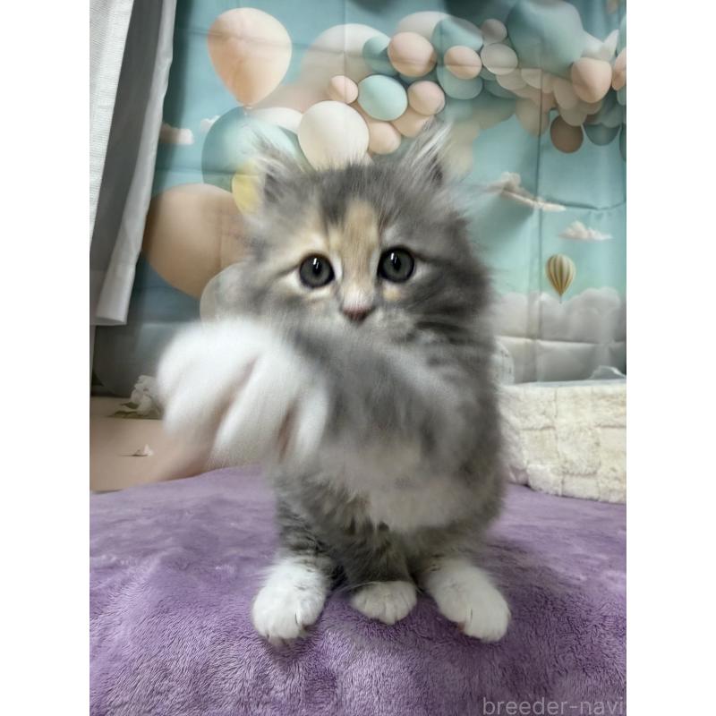 販売中の千葉県のサイベリアン-140001の5枚目