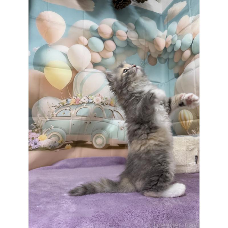 販売中の千葉県のサイベリアン-140001の4枚目