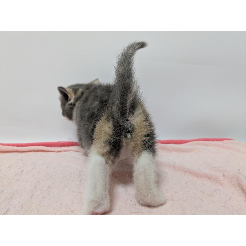 販売中の長野県のスコティッシュストレート-140002の3枚目