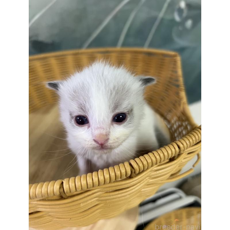 販売中の大阪府のラグドール-140003の9枚目