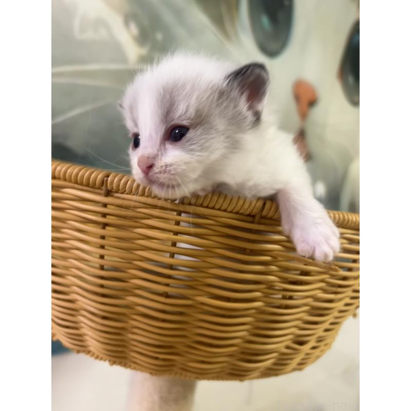 販売中の大阪府のラグドール-140003の8枚目