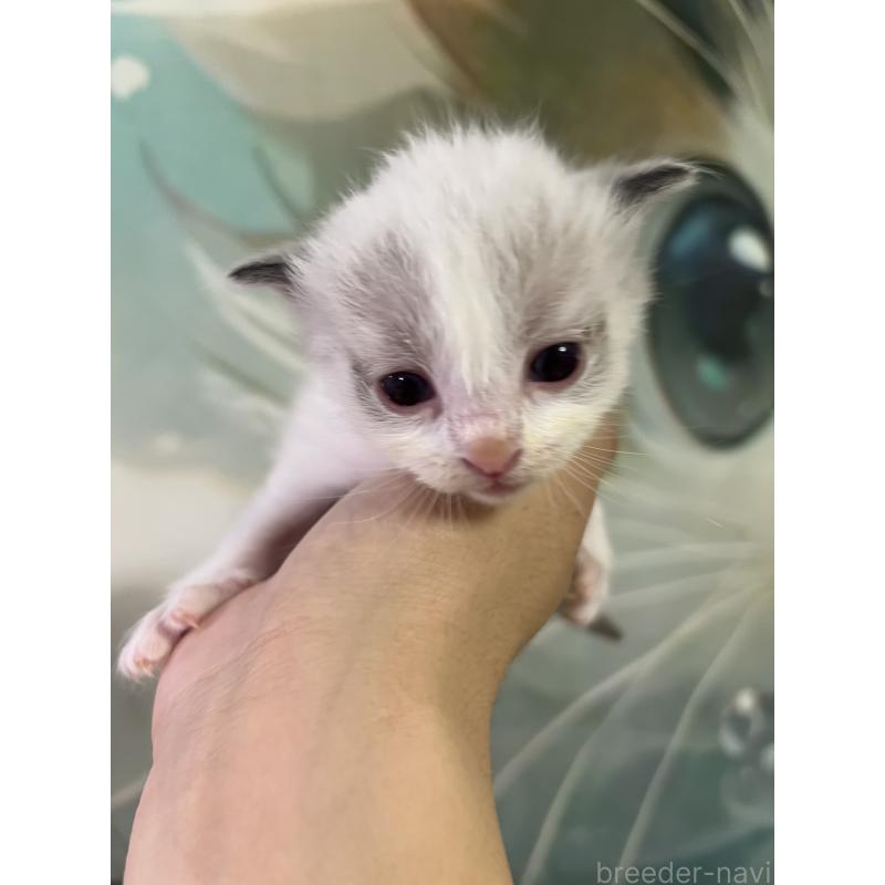 販売中の大阪府のラグドール-140003の7枚目