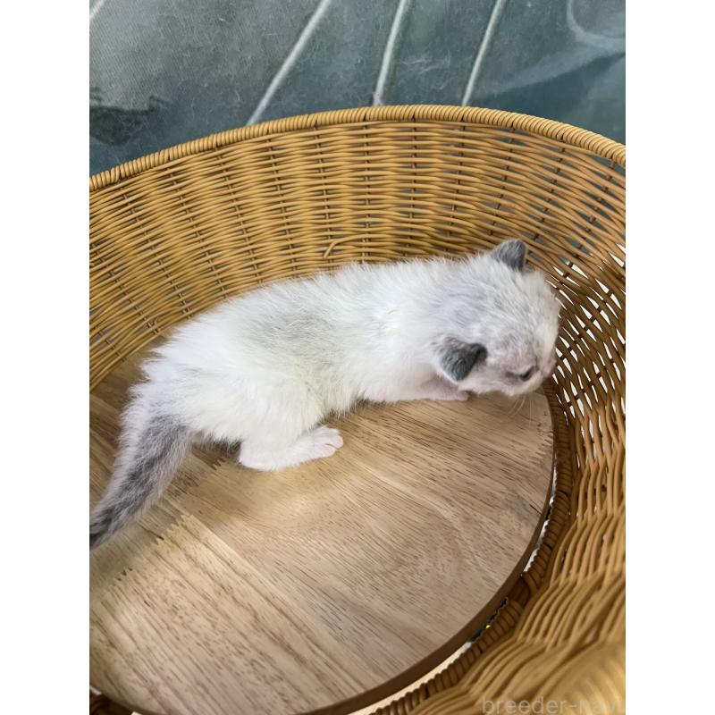 販売中の大阪府のラグドール-140003の6枚目