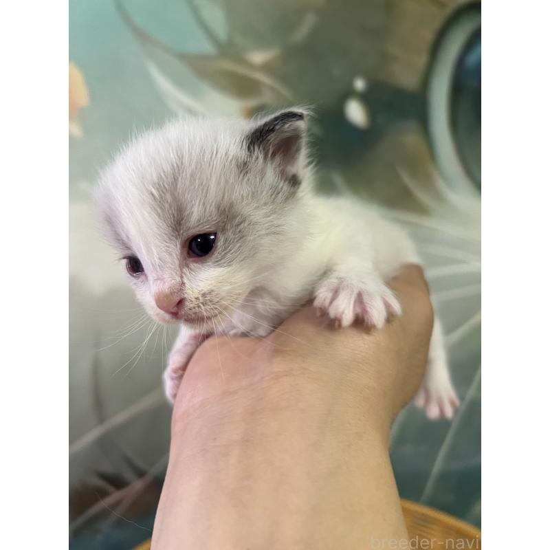 販売中の大阪府のラグドール-140003の5枚目