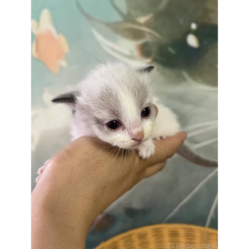 販売中の大阪府のラグドール-140003の4枚目