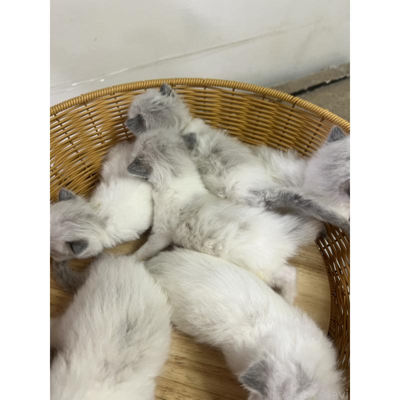 販売中の大阪府のラグドール-140003の3枚目