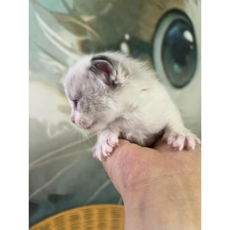 販売中の大阪府のラグドール-140003の2枚目