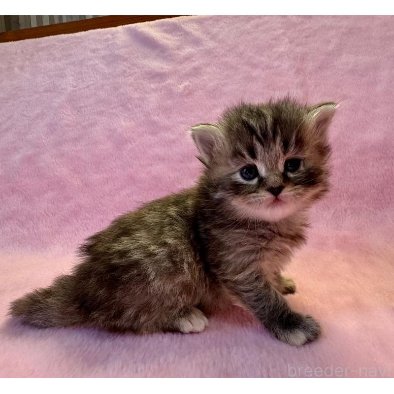 販売中の千葉県のサイベリアン-140004の4枚目