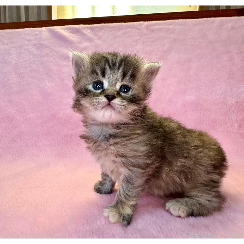 販売中の千葉県のサイベリアン-140004の3枚目