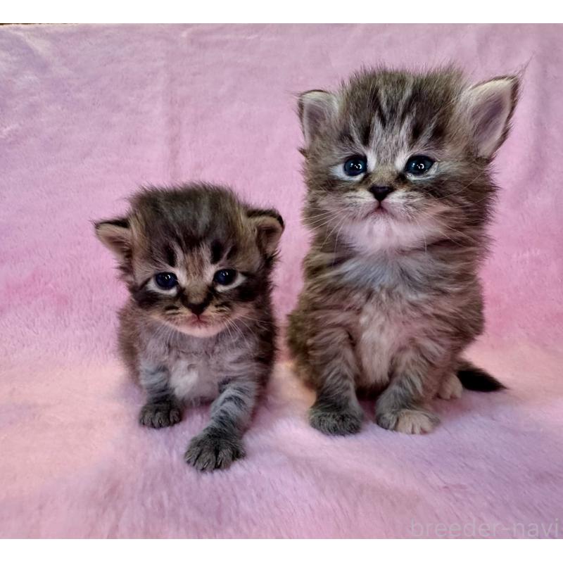 販売中の千葉県のサイベリアン-140004の2枚目