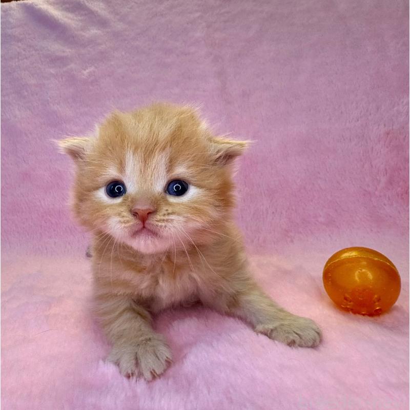 販売中の千葉県のサイベリアン-140005の5枚目