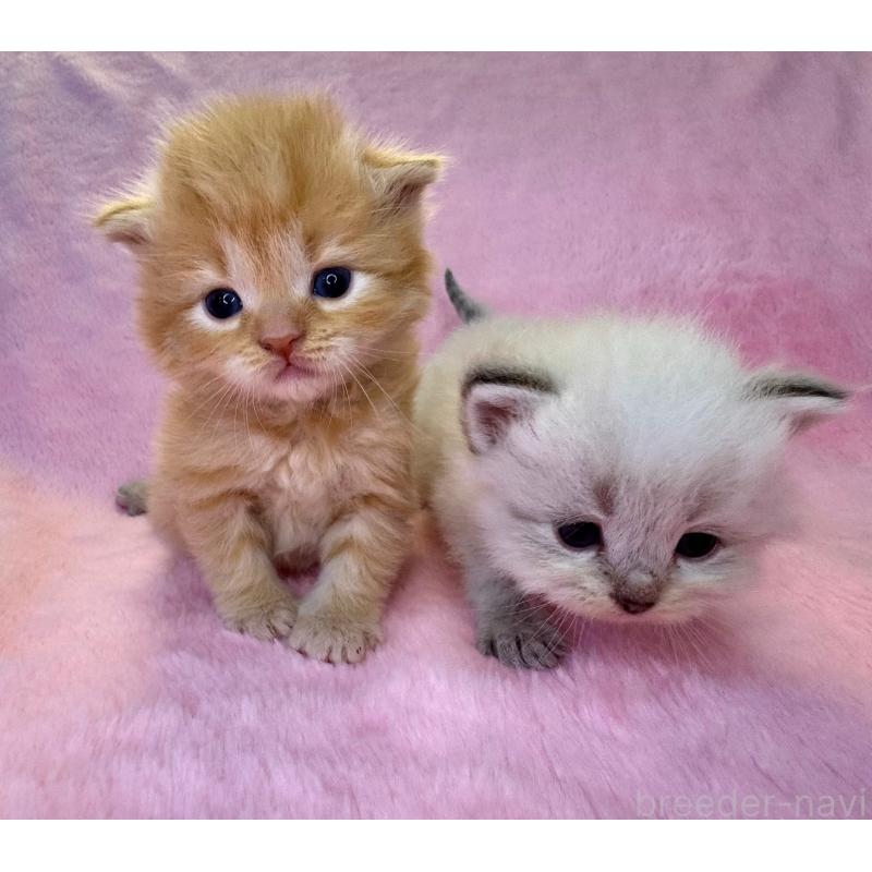 販売中の千葉県のサイベリアン-140005の4枚目