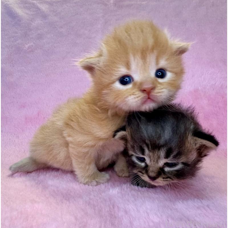 販売中の千葉県のサイベリアン-140005の3枚目